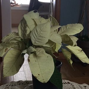 Meet your Posher, Cheryl